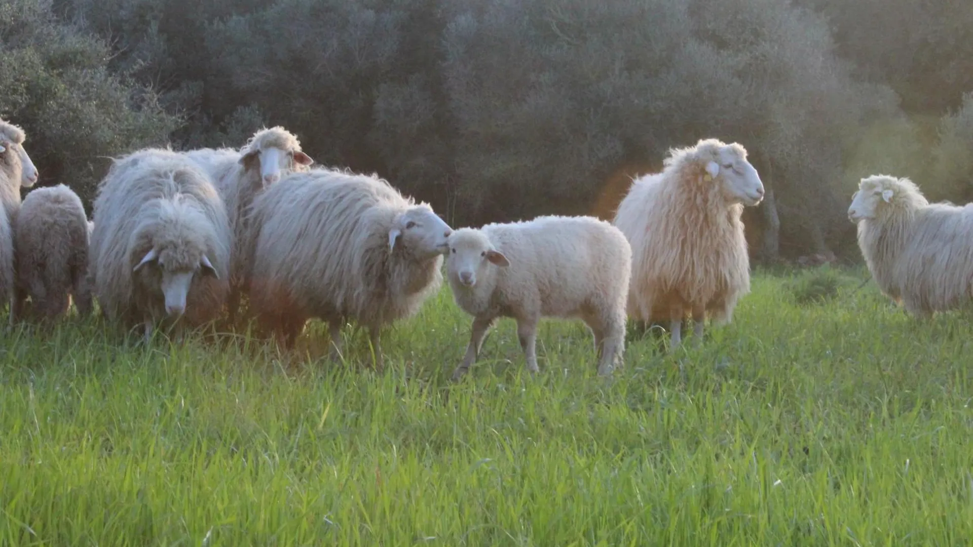 בית חווה אלאיור Agroturismo Santa Mariana