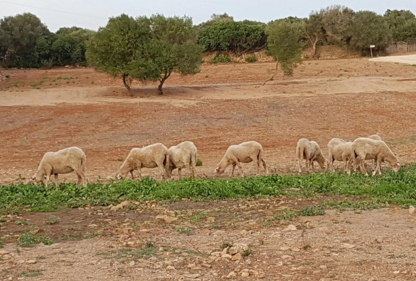 אלאיור Agroturismo Santa Mariana 0*,  ספרד